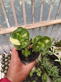 Portulaca Molokiniensis Variegated, real gallery image #2 plants. Picture taken directly from kaktus.id community Portulaca farmer green houses.