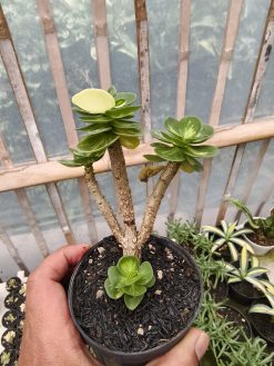 Portulaca Molokiniensis Variegated, real gallery image #3 plants. Picture taken directly from kaktus.id community Portulaca farmer green houses.