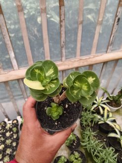 Portulaca Molokiniensis Variegated, real gallery image #4 plants. Picture taken directly from kaktus.id community Portulaca farmer green houses.
