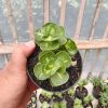 Portulaca Molokiniensis Variegated, real feature image plant. Picture taken directly from kaktus.id community Portulaca farmer green houses.