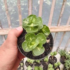 Portulaca Molokiniensis Variegated, real feature image plant. Picture taken directly from kaktus.id community Portulaca farmer green houses.