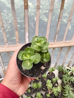 Portulaca Molokiniensis Variegated, real gallery image #5 plants. Picture taken directly from kaktus.id community Portulaca farmer green houses.