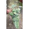 Hoya Wayaminae Splash Size Large, real feature image plant. Picture taken directly from kaktus.id community Hoya farmer green houses.