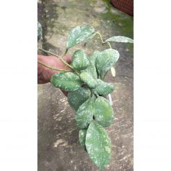 Hoya Wayaminae Splash Size Large, real feature image plant. Picture taken directly from kaktus.id community Hoya farmer green houses.
