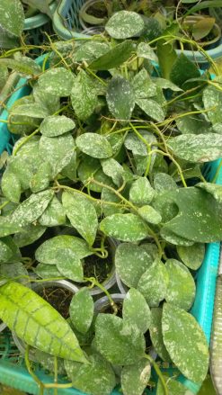 Hoya Wayaminae Splash Size Large, real gallery image #1 plants. Picture taken directly from kaktus.id community Hoya farmer green houses.