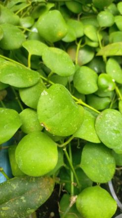 Hoya Kastbergii, real gallery image #1 plants. Picture taken directly from kaktus.id community Hoya farmer green houses.