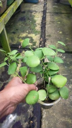 Hoya Kastbergii, real gallery image #3 plants. Picture taken directly from kaktus.id community Hoya farmer green houses.