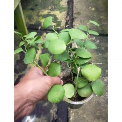 Hoya Kastbergii, real feature image plant. Picture taken directly from kaktus.id community Hoya farmer green houses.