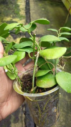 Hoya Kastbergii, real gallery image #2 plants. Picture taken directly from kaktus.id community Hoya farmer green houses.
