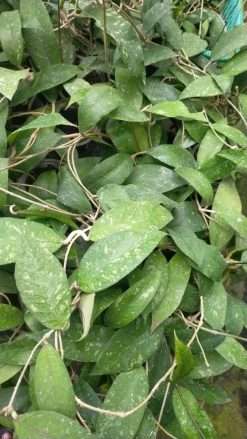 Hoya SP Aceh, real gallery image #1 plants. Picture taken directly from kaktus.id community Hoya farmer green houses.