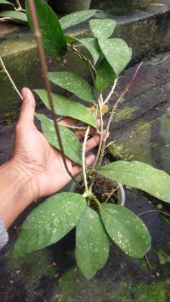 Hoya SP Aceh, real gallery image #2 plants. Picture taken directly from kaktus.id community Hoya farmer green houses.