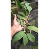 Hoya SP Aceh, real feature image plant. Picture taken directly from kaktus.id community Hoya farmer green houses.