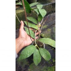 Hoya SP Aceh, real feature image plant. Picture taken directly from kaktus.id community Hoya farmer green houses.
