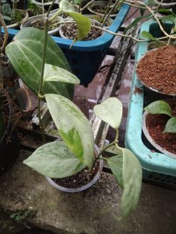 Hoya Coricea Silver, real gallery image #2 plants. Picture taken directly from kaktus.id community Hoya farmer green houses.