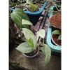 Hoya Coricea Silver, real feature image plant. Picture taken directly from kaktus.id community Hoya farmer green houses.