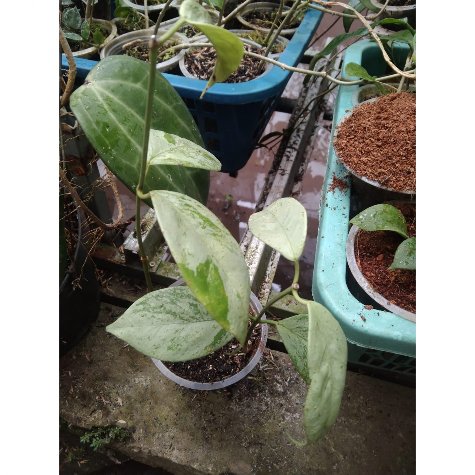 Hoya Coricea Silver, real feature image plant. Picture taken directly from kaktus.id community Hoya farmer green houses.