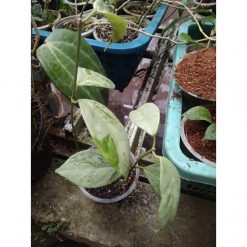 Hoya Coricea Silver, real feature image plant. Picture taken directly from kaktus.id community Hoya farmer green houses.