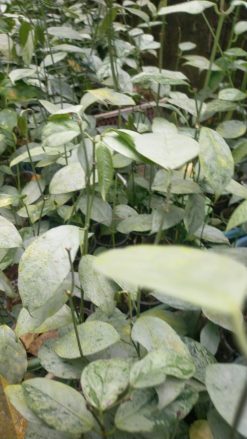 Hoya Coricea Silver, real gallery image #1 plants. Picture taken directly from kaktus.id community Hoya farmer green houses.