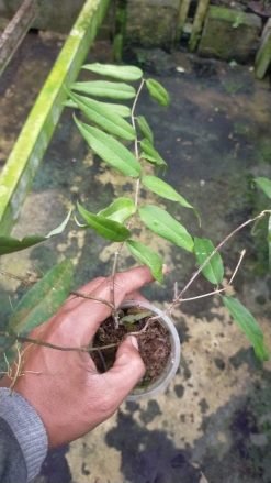 Hoya Paradisea, real gallery image #2 plants. Picture taken directly from kaktus.id community Hoya farmer green houses.