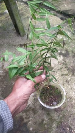 Hoya Paradisea, real gallery image #3 plants. Picture taken directly from kaktus.id community Hoya farmer green houses.