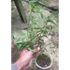 Hoya Paradisea, real feature image plant. Picture taken directly from kaktus.id community Hoya farmer green houses.