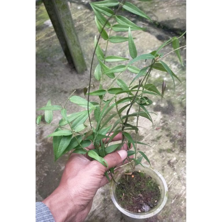 1338. Hoya Paradisea