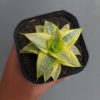 Sansevieria Sweet Calery Aurea Variegated, real feature image plant. Picture taken directly from kaktus.id community Sansevieria farmer green houses.