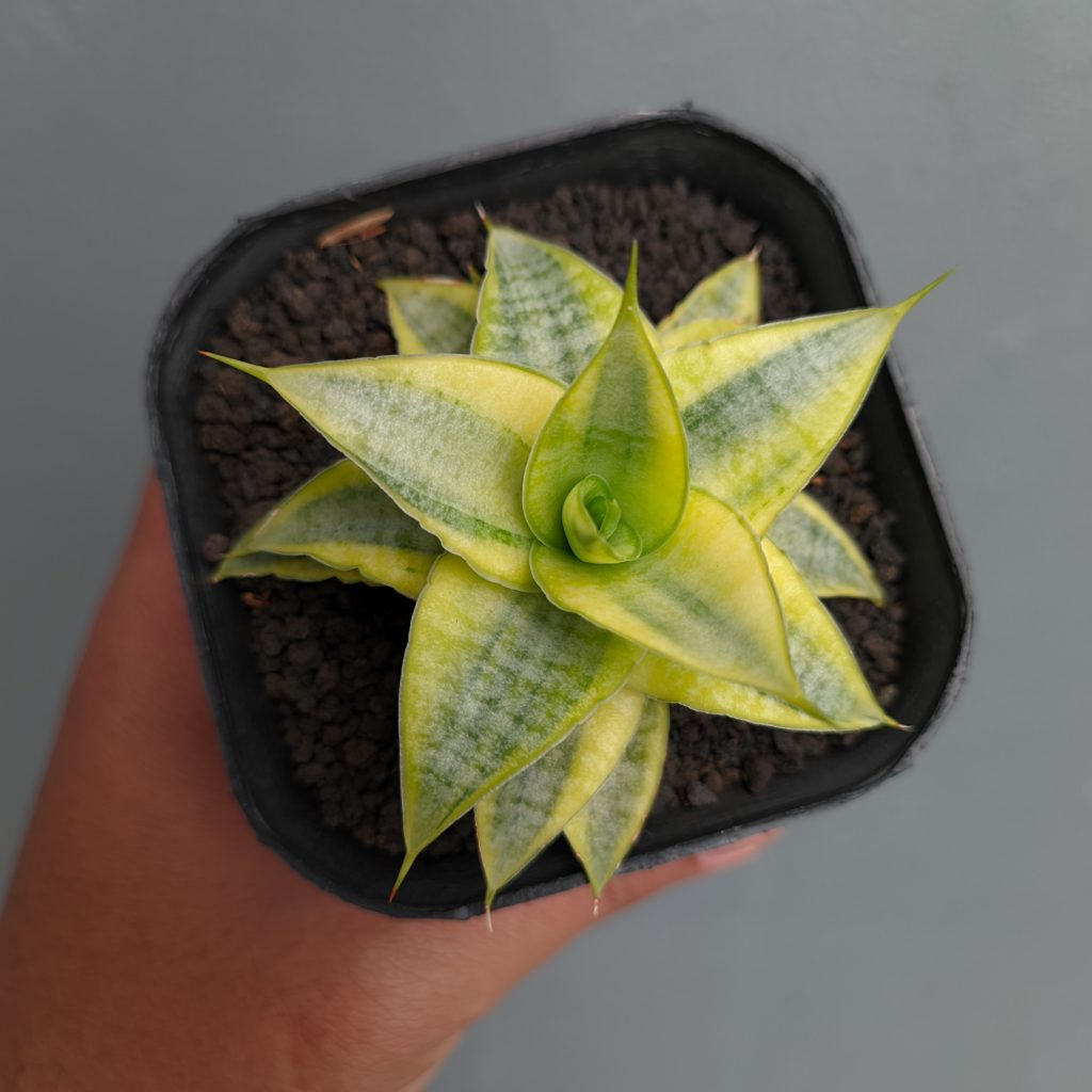 kaktus.id
