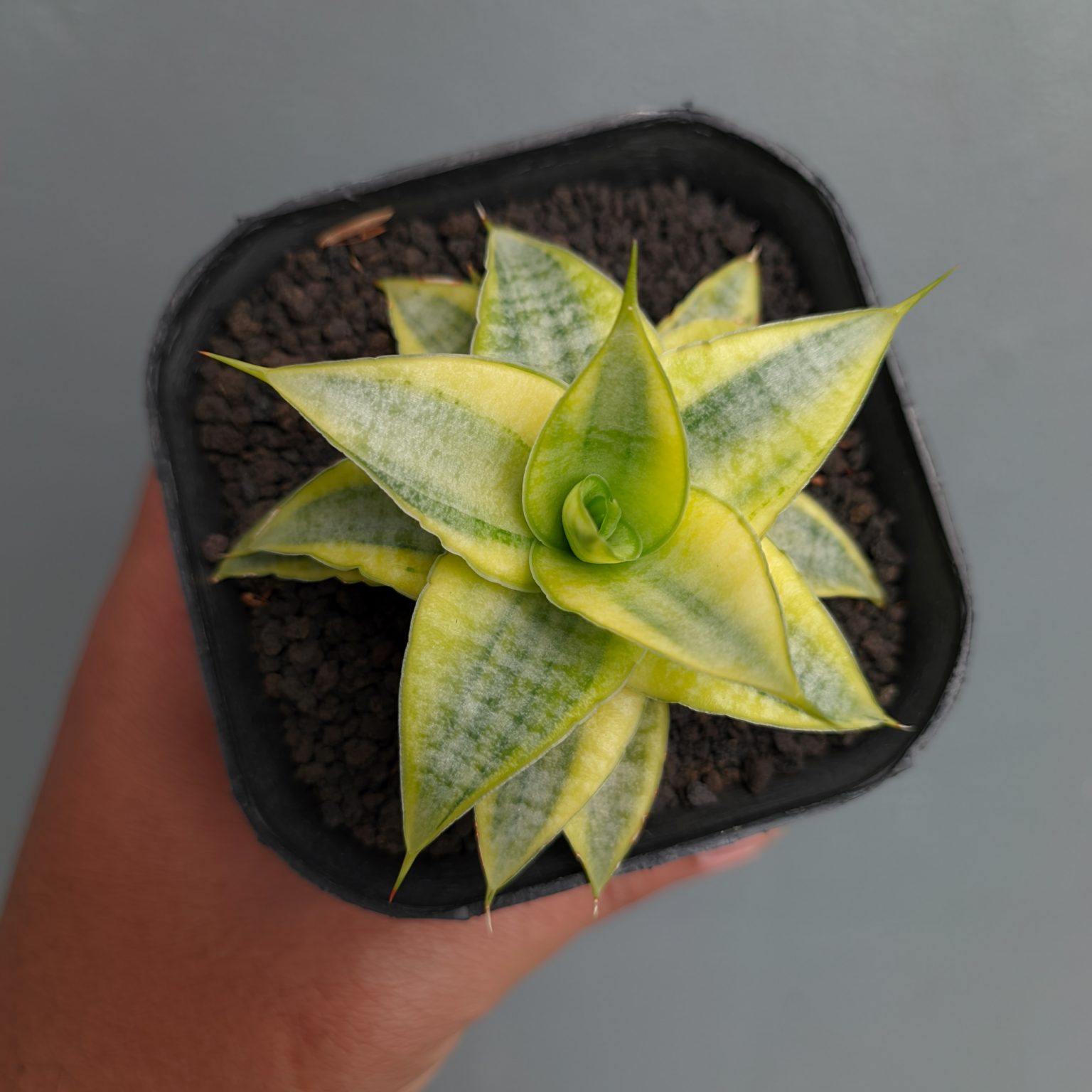 Sansevieria Sweet Calery Aurea Variegated, real feature image plant. Picture taken directly from kaktus.id community Sansevieria farmer green houses.