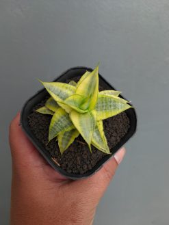 Sansevieria Sweet Calery Aurea Variegated, real gallery image #1 plants. Picture taken directly from kaktus.id community Sansevieria farmer green houses.