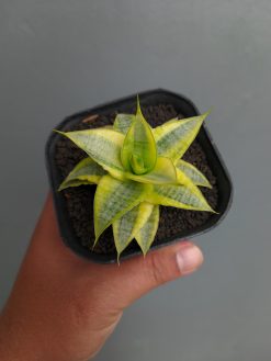 Sansevieria Sweet Calery Aurea Variegated, real gallery image #4 plants. Picture taken directly from kaktus.id community Sansevieria farmer green houses.