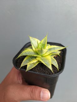 Sansevieria Sweet Calery Aurea Variegated, real gallery image #6 plants. Picture taken directly from kaktus.id community Sansevieria farmer green houses.