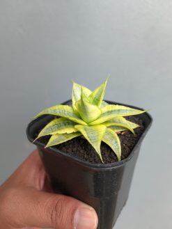 Sansevieria Sweet Calery Aurea Variegated, real gallery image #7 plants. Picture taken directly from kaktus.id community Sansevieria farmer green houses.