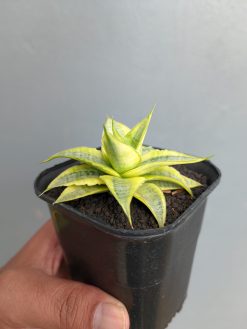 Sansevieria Sweet Calery Aurea Variegated, real gallery image #8 plants. Picture taken directly from kaktus.id community Sansevieria farmer green houses.