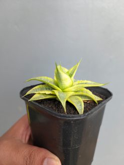 Sansevieria Sweet Calery Aurea Variegated, real gallery image #9 plants. Picture taken directly from kaktus.id community Sansevieria farmer green houses.