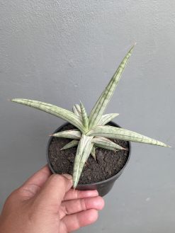 Sansevieria Silver Clone Size 16 Cm, real gallery image #2 plants. Picture taken directly from kaktus.id community Sansevieria farmer green houses.