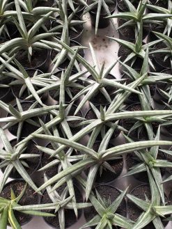 Sansevieria Silver Clone Size 16 Cm, real gallery image #1 plants. Picture taken directly from kaktus.id community Sansevieria farmer green houses.