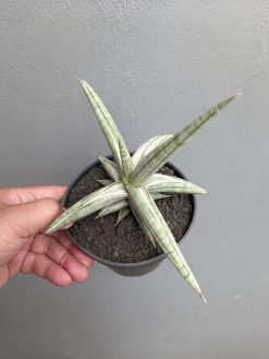 Sansevieria Silver Clone Size 16 Cm, real gallery image #3 plants. Picture taken directly from kaktus.id community Sansevieria farmer green houses.