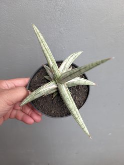 Sansevieria Silver Clone Size 16 Cm, real gallery image #4 plants. Picture taken directly from kaktus.id community Sansevieria farmer green houses.