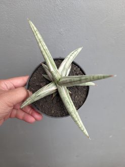 Sansevieria Silver Clone Size 16 Cm, real gallery image #5 plants. Picture taken directly from kaktus.id community Sansevieria farmer green houses.