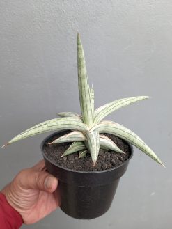 Sansevieria Silver Clone Size 16 Cm, real gallery image #6 plants. Picture taken directly from kaktus.id community Sansevieria farmer green houses.