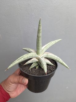 Sansevieria Silver Clone Size 16 Cm, real gallery image #7 plants. Picture taken directly from kaktus.id community Sansevieria farmer green houses.