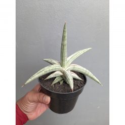 Sansevieria Silver Clone Size 16 Cm, real feature image plant. Picture taken directly from kaktus.id community Sansevieria farmer green houses.