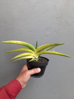 Sansevieria Sufru Black, real gallery image #2 plants. Picture taken directly from kaktus.id community Sansevieria farmer green houses.