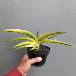 Sansevieria Sufru Black, real feature image plant. Picture taken directly from kaktus.id community Sansevieria farmer green houses.