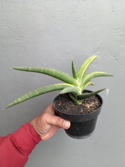 Sansevieria Sufru Black, real gallery image #1 plants. Picture taken directly from kaktus.id community Sansevieria farmer green houses.