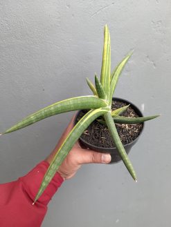 Sansevieria Sufru Black, real gallery image #3 plants. Picture taken directly from kaktus.id community Sansevieria farmer green houses.