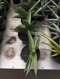 Sansevieria Samurai Dwarf Variegated Size 14 Cm, real gallery image #1 plants. Picture taken directly from kaktus.id community Sansevieria farmer green houses.