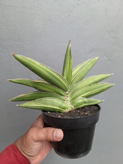 Sansevieria Samurai Dwarf Variegated Size 14 Cm, real gallery image #3 plants. Picture taken directly from kaktus.id community Sansevieria farmer green houses.