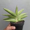Sansevieria Samurai Dwarf Variegated Size 14 Cm, real feature image plant. Picture taken directly from kaktus.id community Sansevieria farmer green houses.